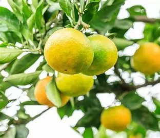 Cardiovascular Benefits of Diosmin: Is It Good for the Heart?