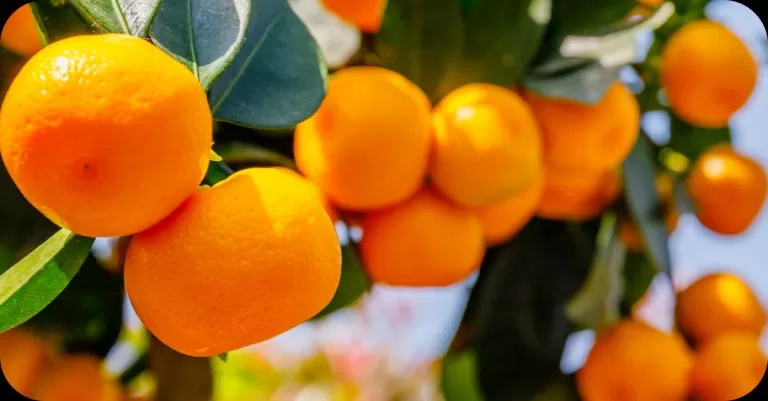 What Foods Have Citrus Bioflavonoids in Them