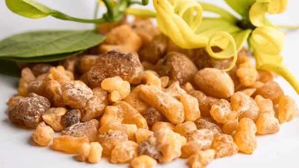 What Are the Contraindications for Frankincense?