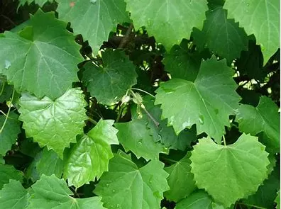 Are Grape Leaves a Superfood? An In-Depth Exploration