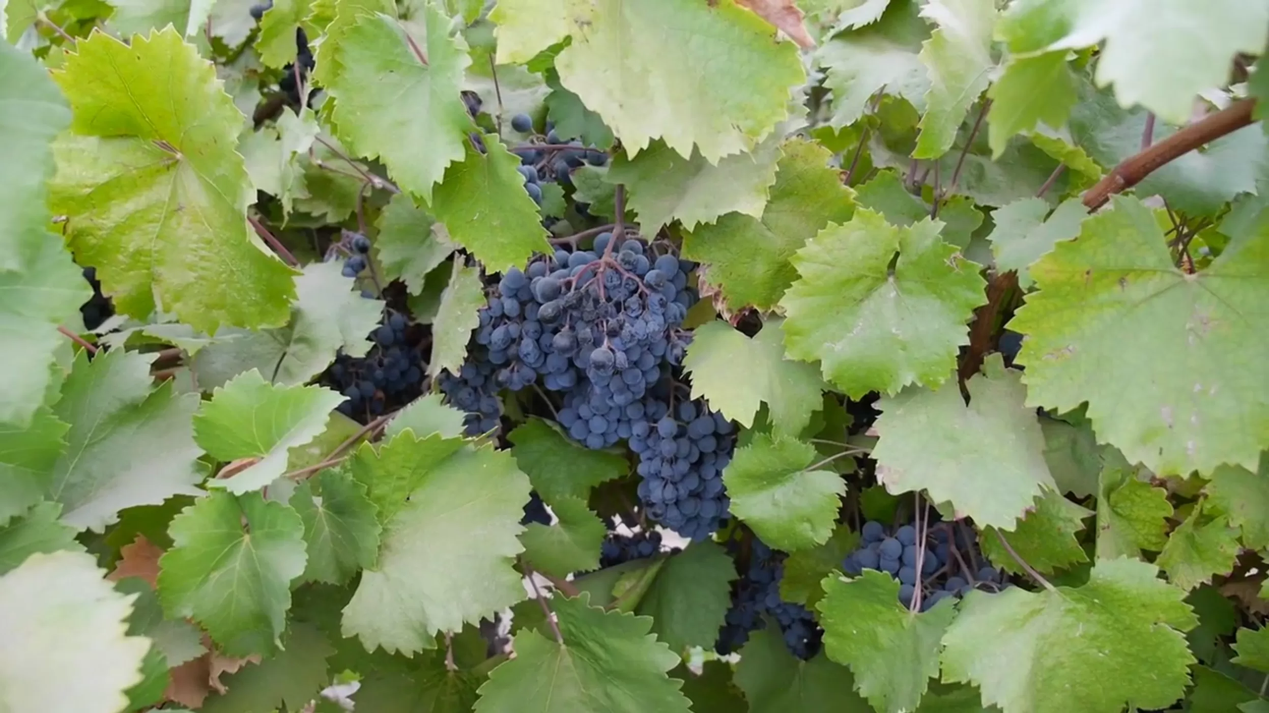 What do grape leaves do to the body?