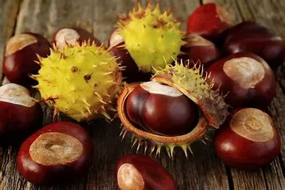 What is a Horse Chestnut Made Of?