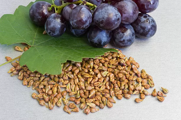 What Is Grape Seed Extract Good For?