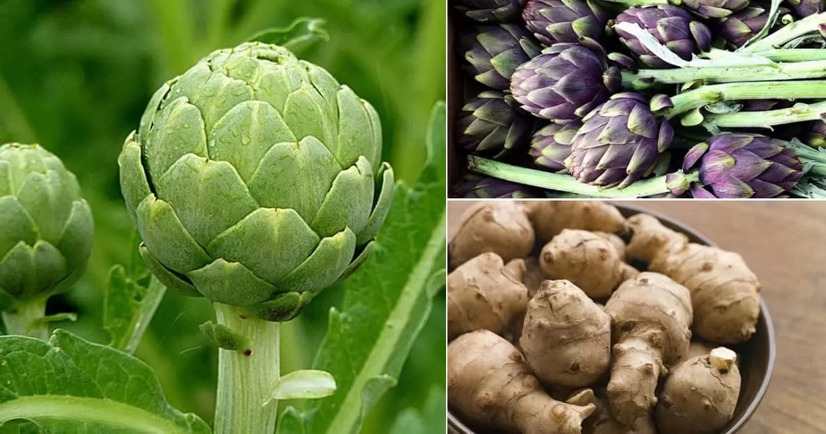 What is the best way to eat artichoke extract?