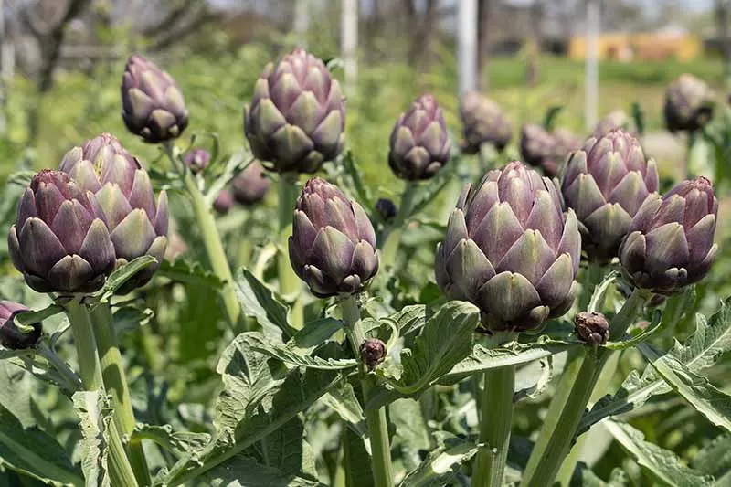 What Is the Best Artichoke Extract for Your Liver? A Comprehensive Guide