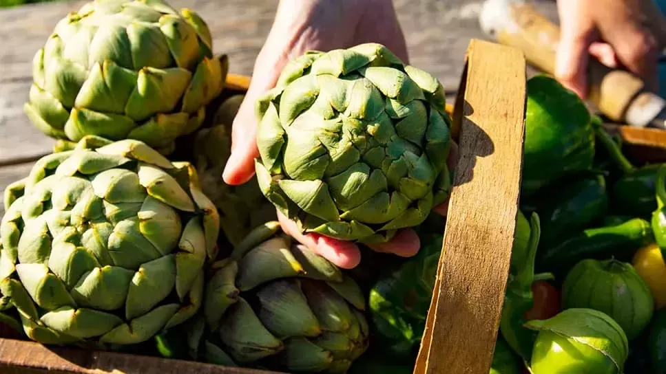 What Does Artichoke Extract Help With?