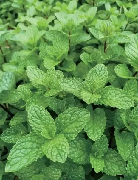 Экстракт мяты Полное руководство: охлаждающий эффект, применение на рынке и руководство по выбору на