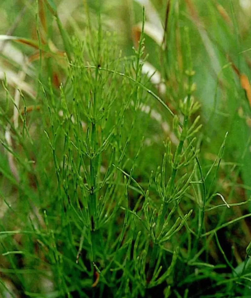 Equisetum Arvense Extract Ultimate Guide: Benefits, Applications