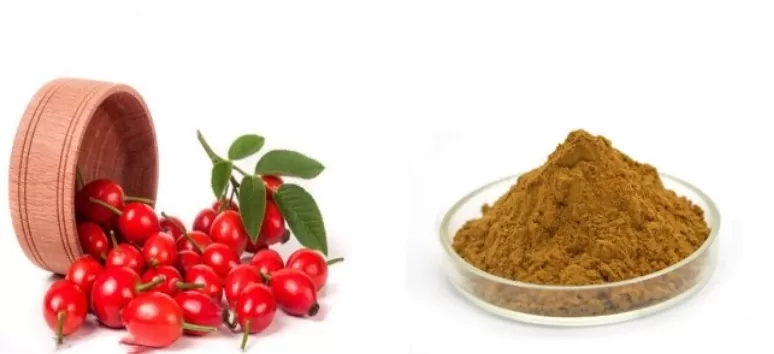 A Comprehensive Guide to Rosa canina Extract: Antioxidant effect, Market Applications, and Top Suppl