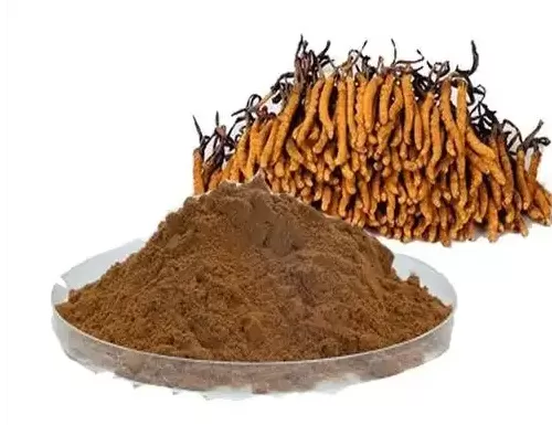 Cordyceps Extract Ultimate Guide: Benefits, Applications, and Sourcing from a Trusted Supplier