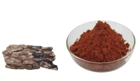 Pine Bark Extract Ultimate Guide: 95% Proanthocyanidins Benefits, Applications, and Sourcing 