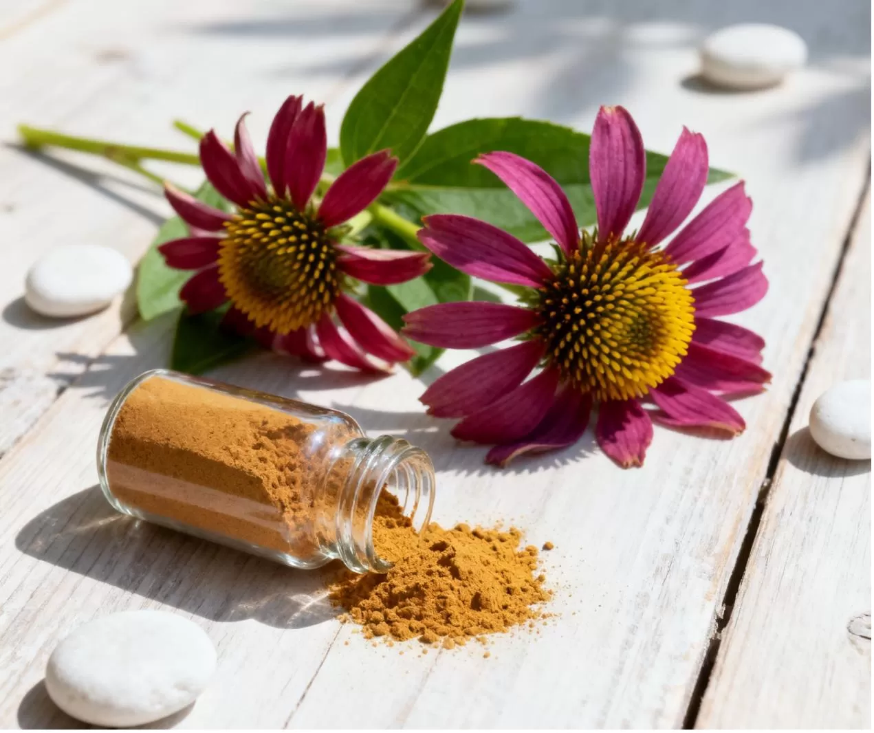 Echinacea Purpurea Extract