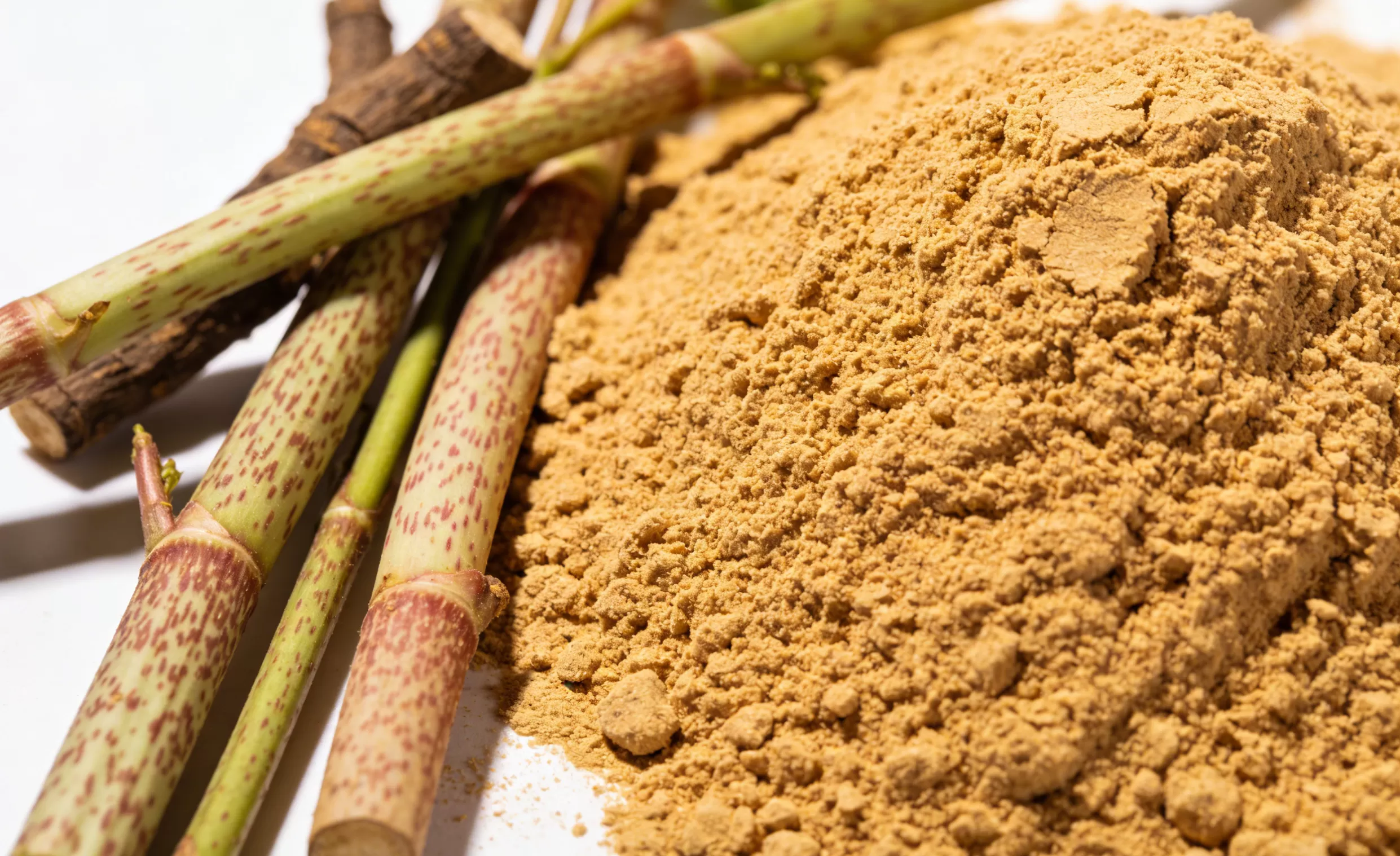 Reynoutria japonica Extract