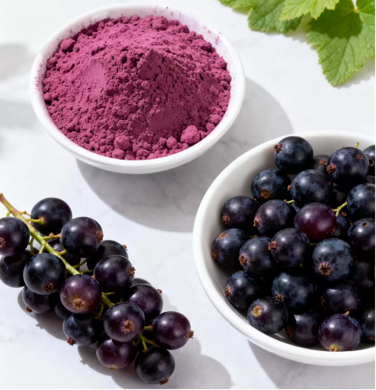 Black Currant Extract