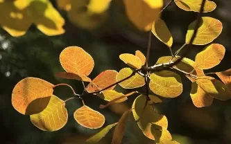 экстракт скумпии кожевенной