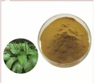 Plantago Major Extract 