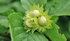 экстракт лещины