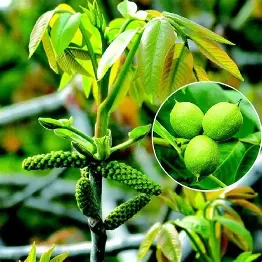 экстракт грецкого ореха