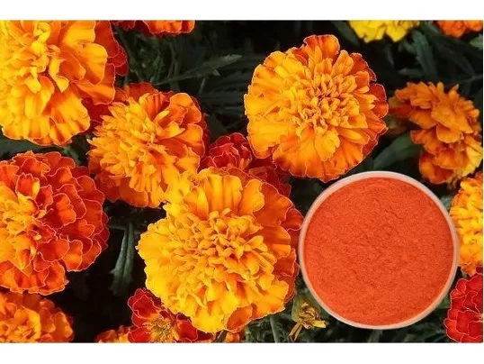 экстракт бархатцев