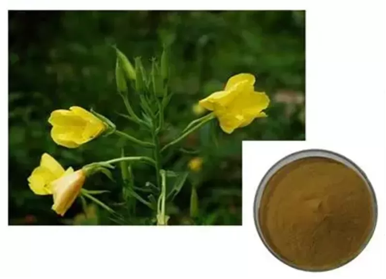 экстракту энотеры (ослинника)