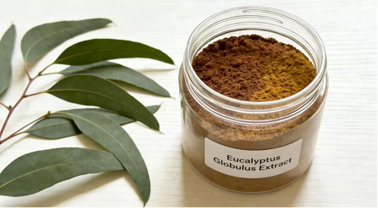 Eucalyptus Globulus Extract
