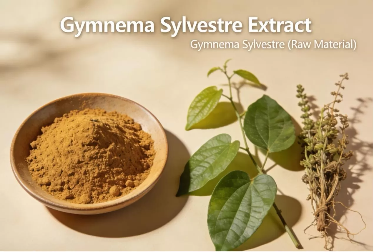 Gymnema Sylvestre Extract