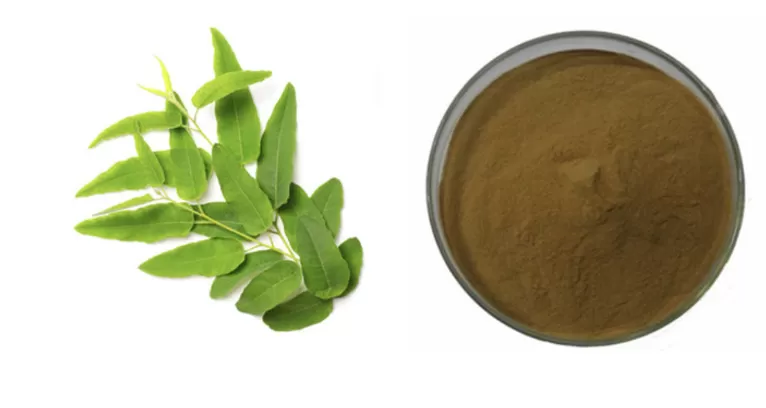 Eucalyptus Extract