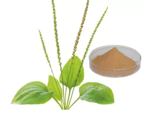 Plantago Lanceolata Extract