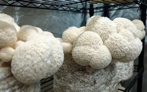 ​Lion's Mane Mushroom Extract