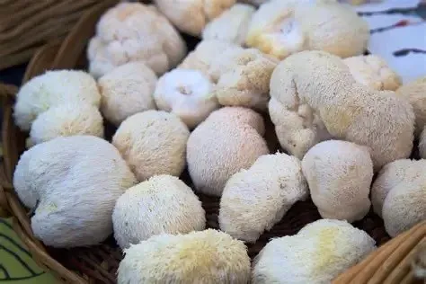 ​Lion's Mane Mushroom Extract