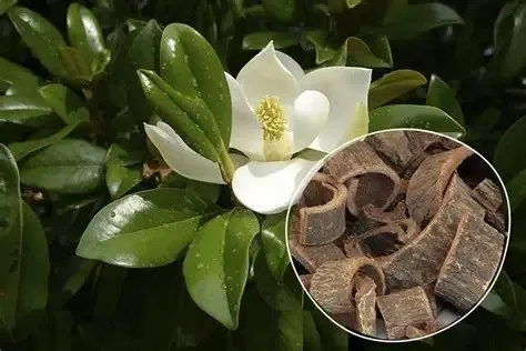 Magnolia Bark Extract 