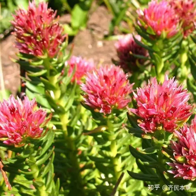 Rhodiola Rosea Extract