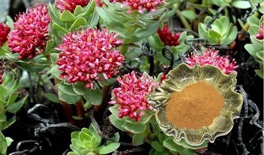 Rhodiola Rosea Extract