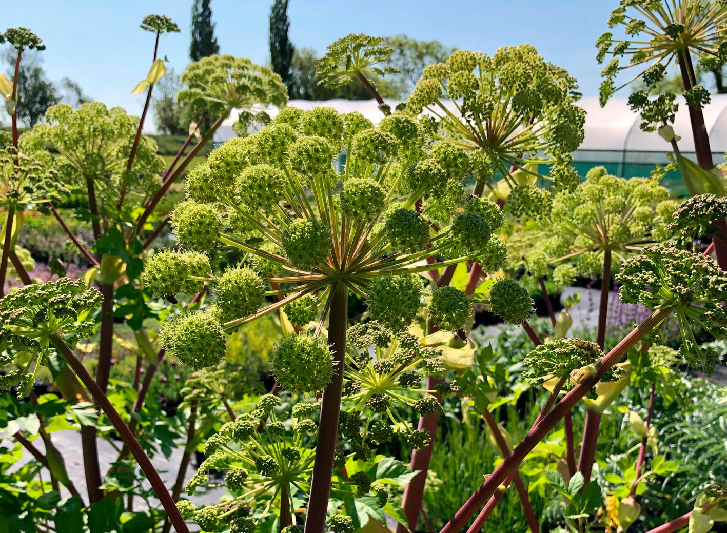 Angelica: history , Phytonutrients and Health Benefits