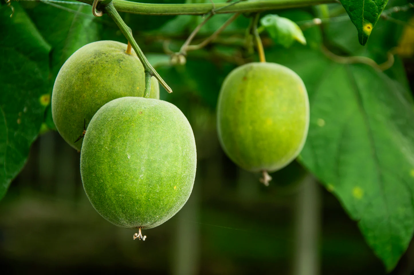Natural Sweeteners Reclaim the Spotlight With Health Benefits and Rich Flavor