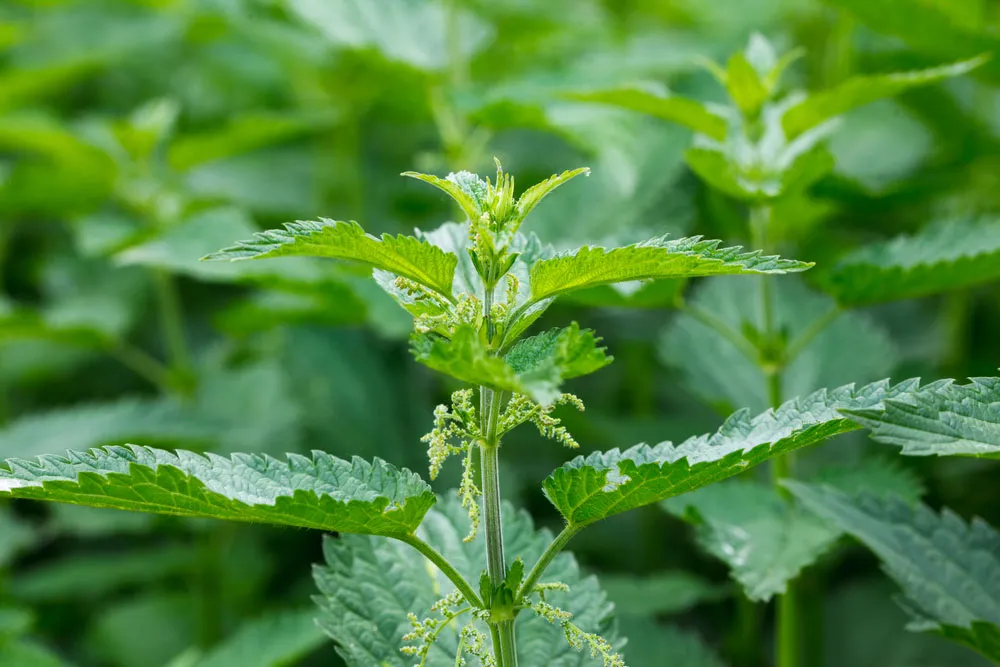 Stinging Nettle: Nature’s Superfood and Forgotten Survival Medicine