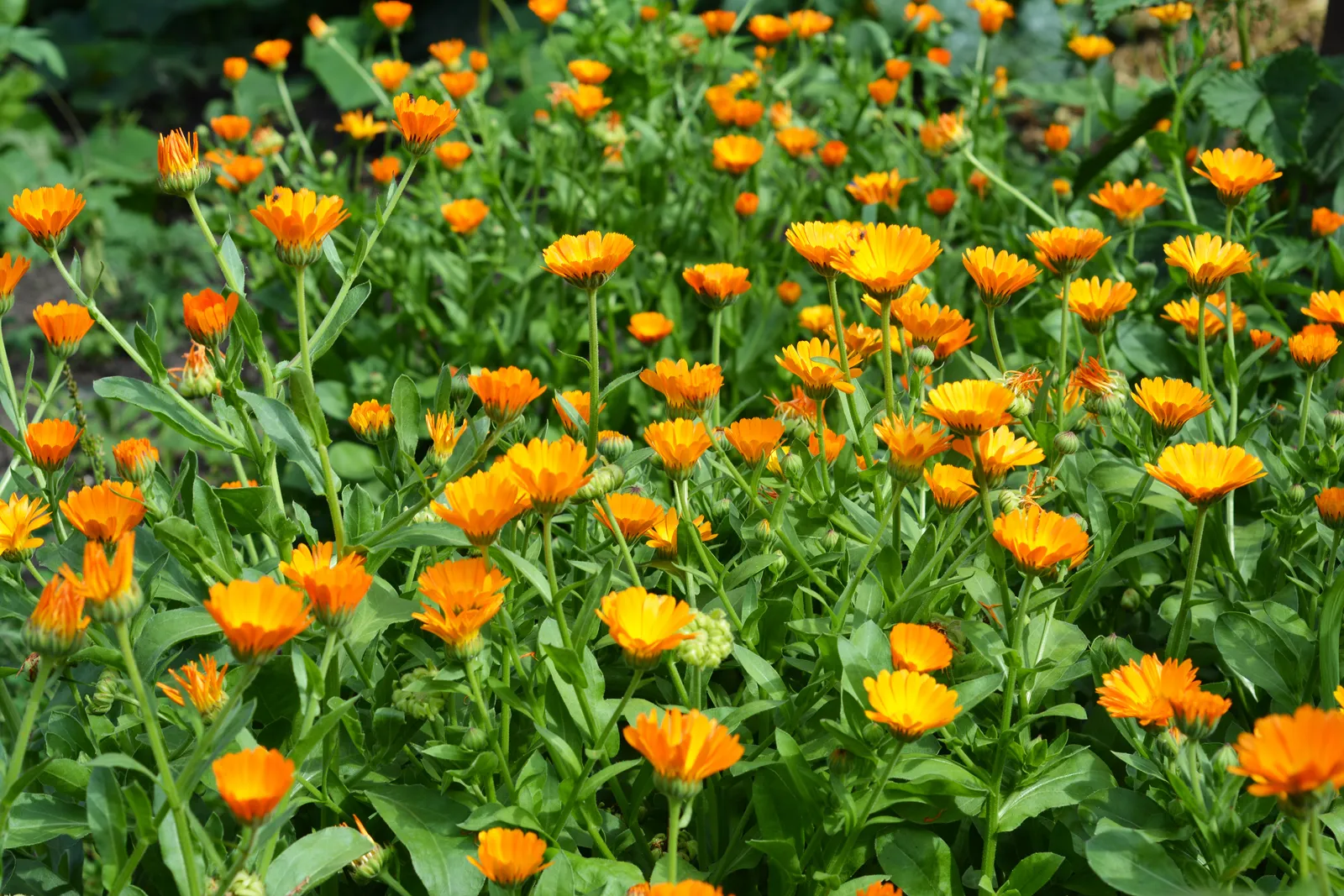Calendula: A Timeless Remedy for Modern Health Challenges