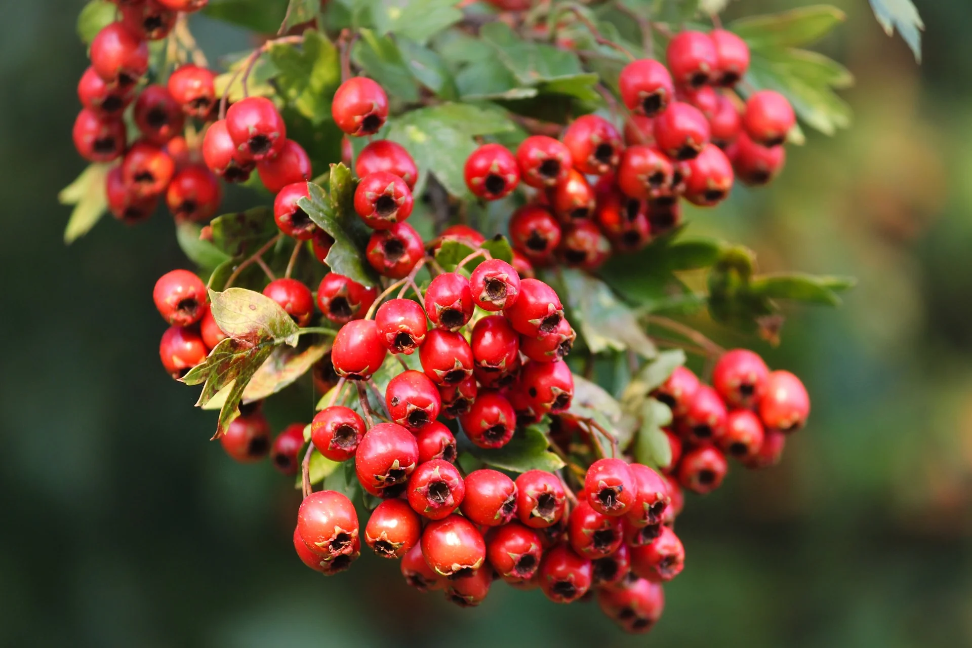 Hawthorn:  Tradition and Heart Health Benefits