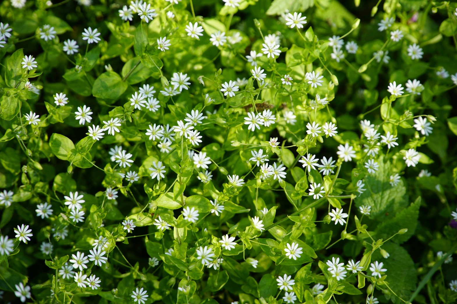 Chickweed: History, Nutrient profile and Therapeutic uses  