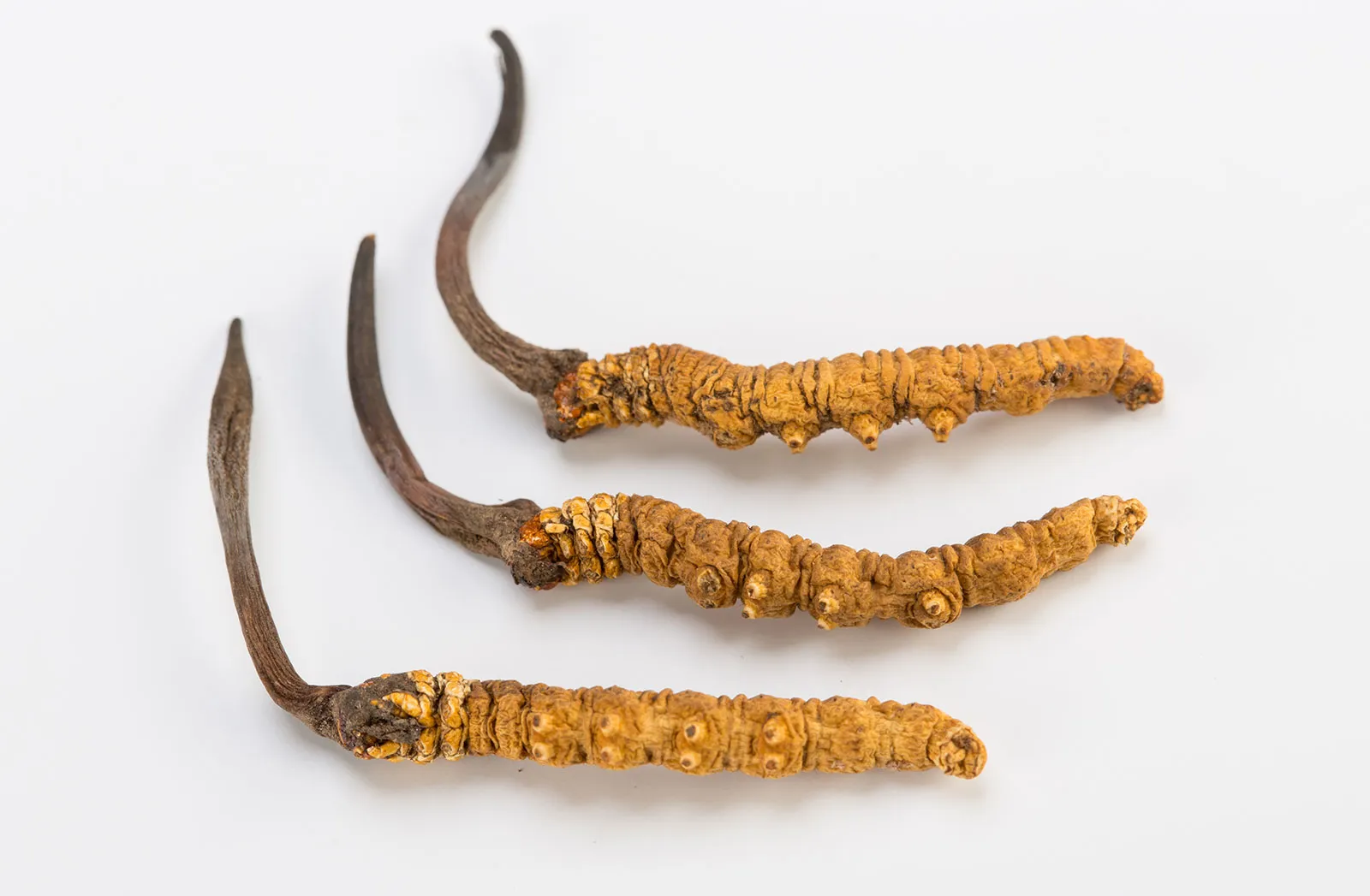 Cordyceps Sinensis: History, Health Benefits and Recipes