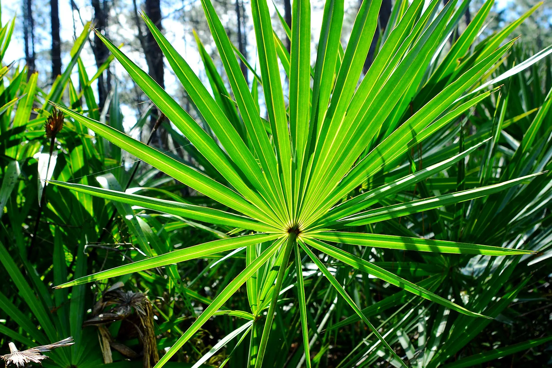 Natural Solutions for Hair Loss: Saw Palmetto and Pumpkin Seed Oil 