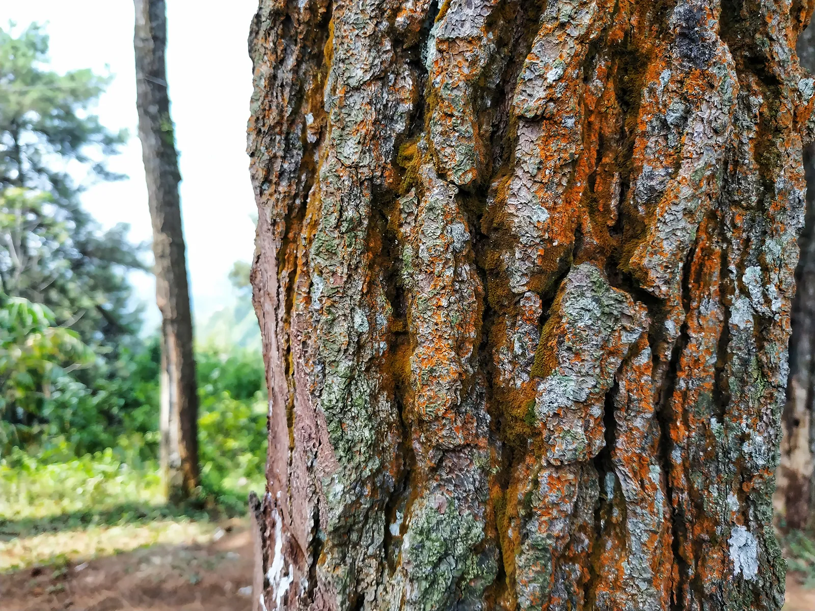 Rediscovering the Medicinal Benefits of Tree Bark in Modern Times