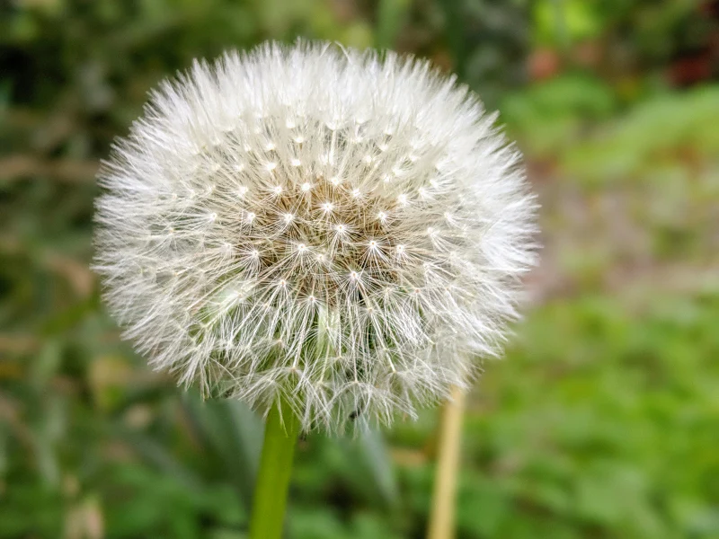 Dandelion: From Common Weed to Powerful Healing Herb