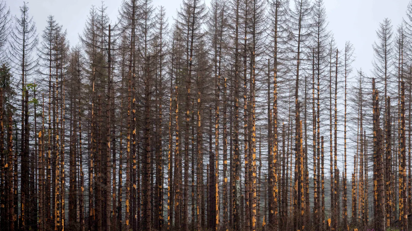 Gold-Absorbing Spruce Trees: Nature's Hidden Alchemy
