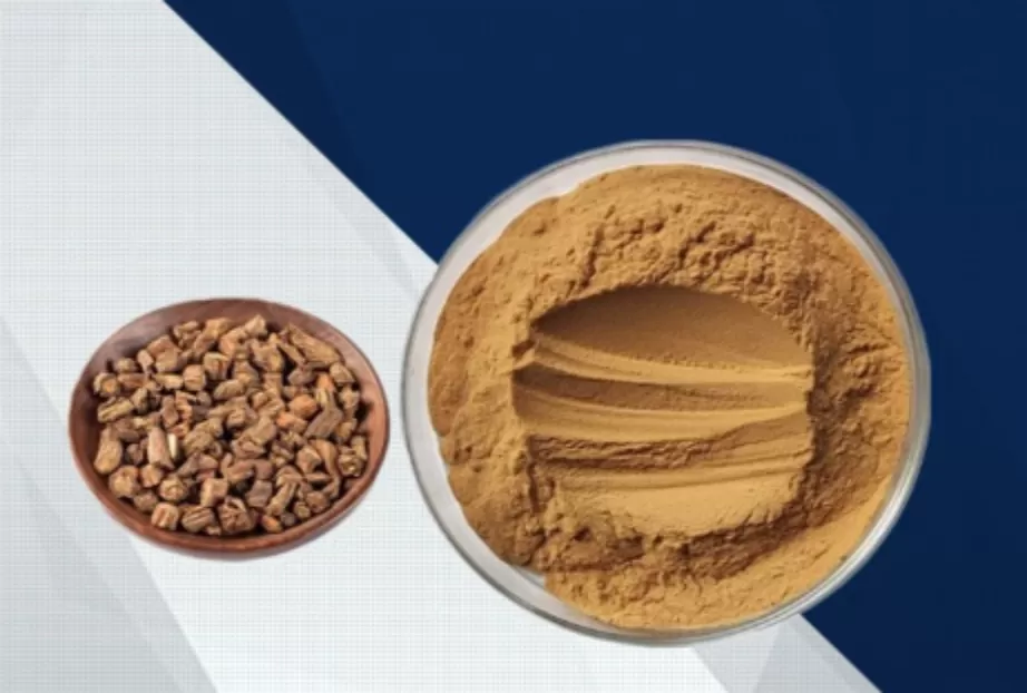 Salvia Miltiorrhiza Extract Ultimate Guide: Benefits, Applications, and Sourcing 